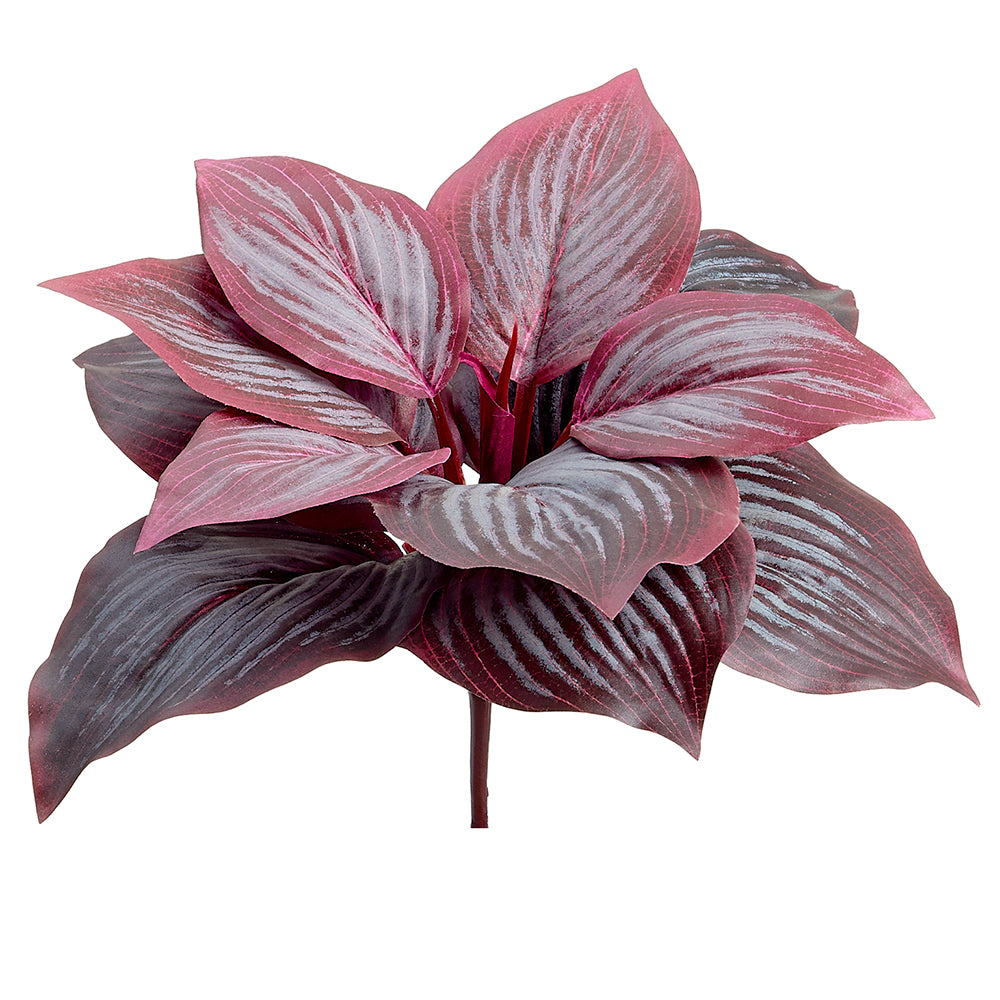 Hosta Leaf Plant - Burgundy
