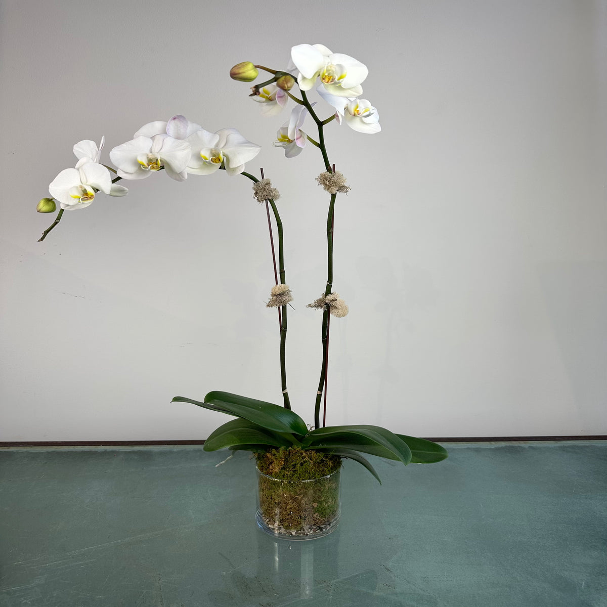 Opulent Orchids