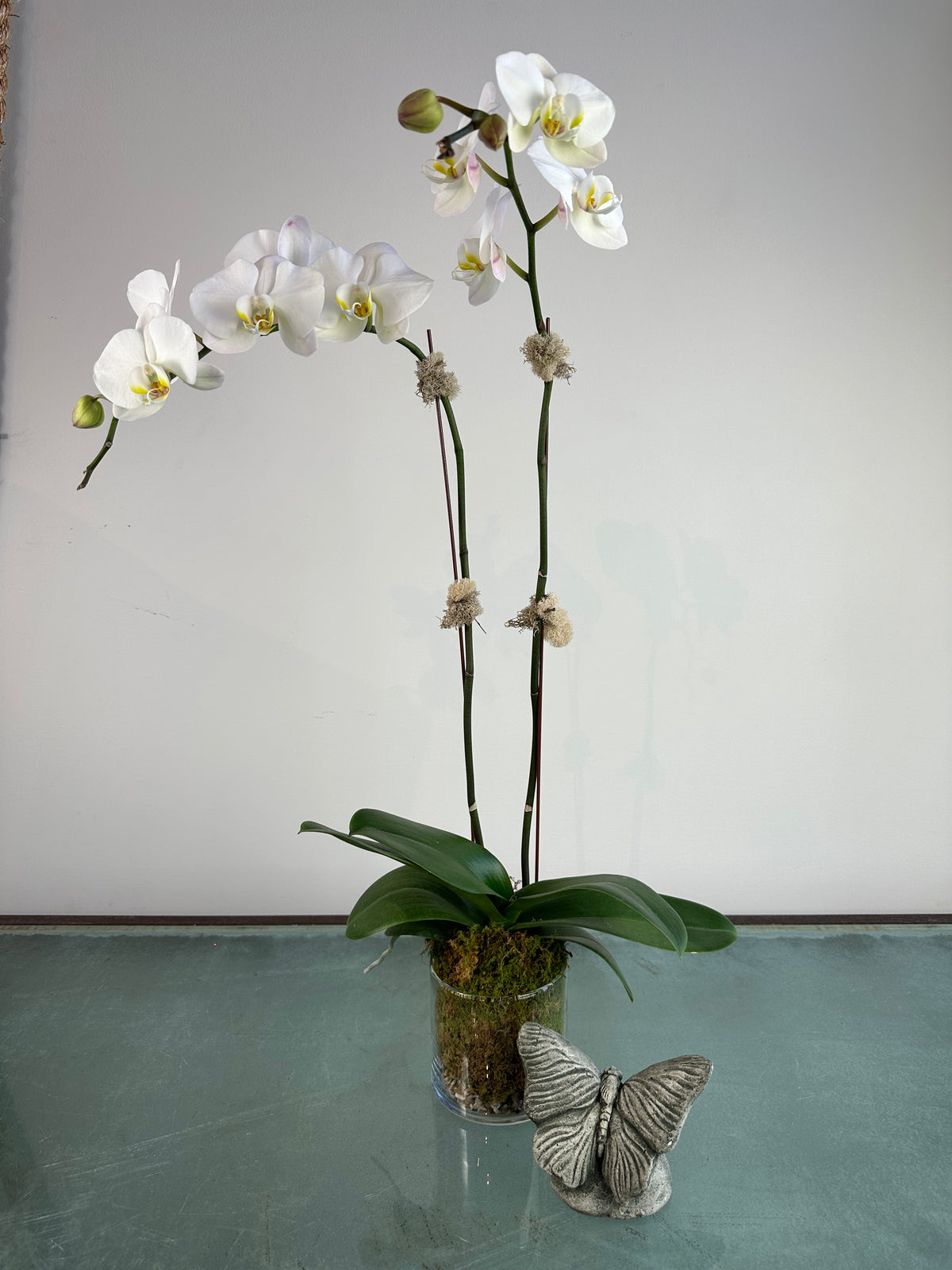 Opulent Orchids