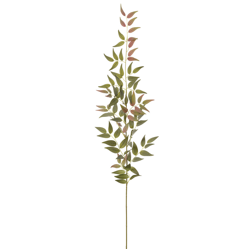 Italian Ruscus Stem