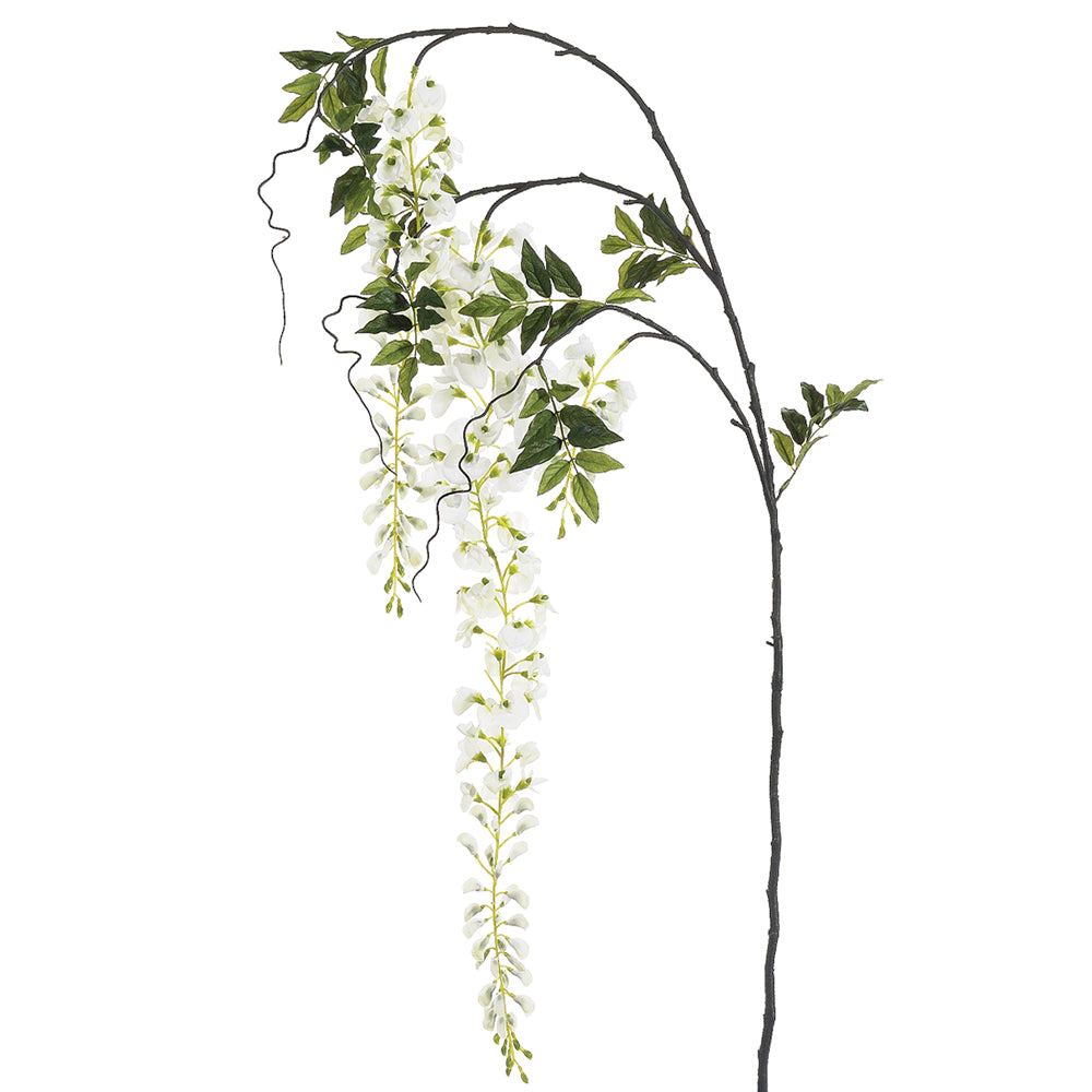 Japanese Wisteria Branch - White