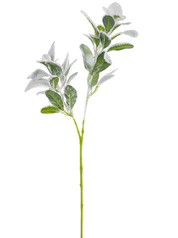 Lambs ear spray