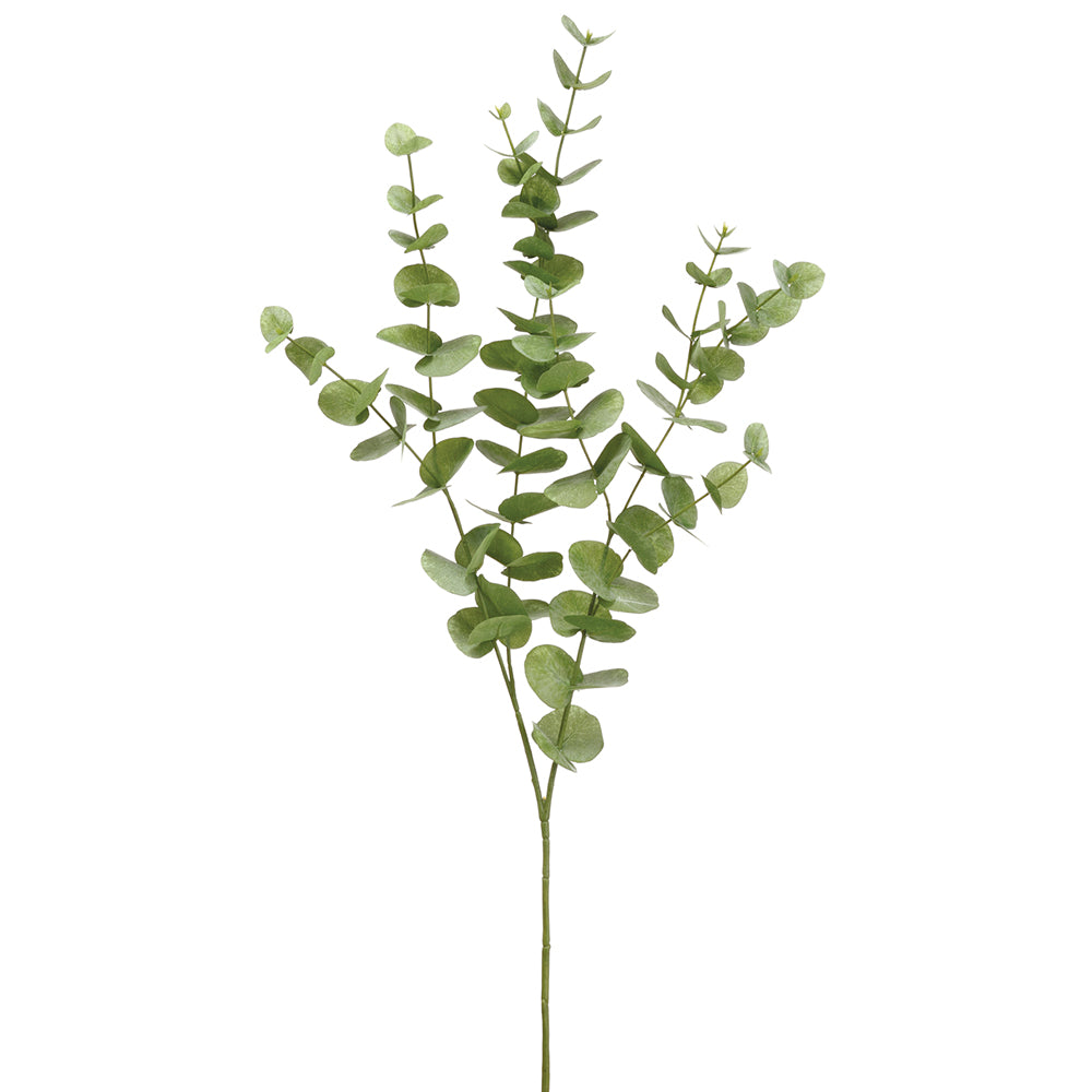 Eucalyptus Branch