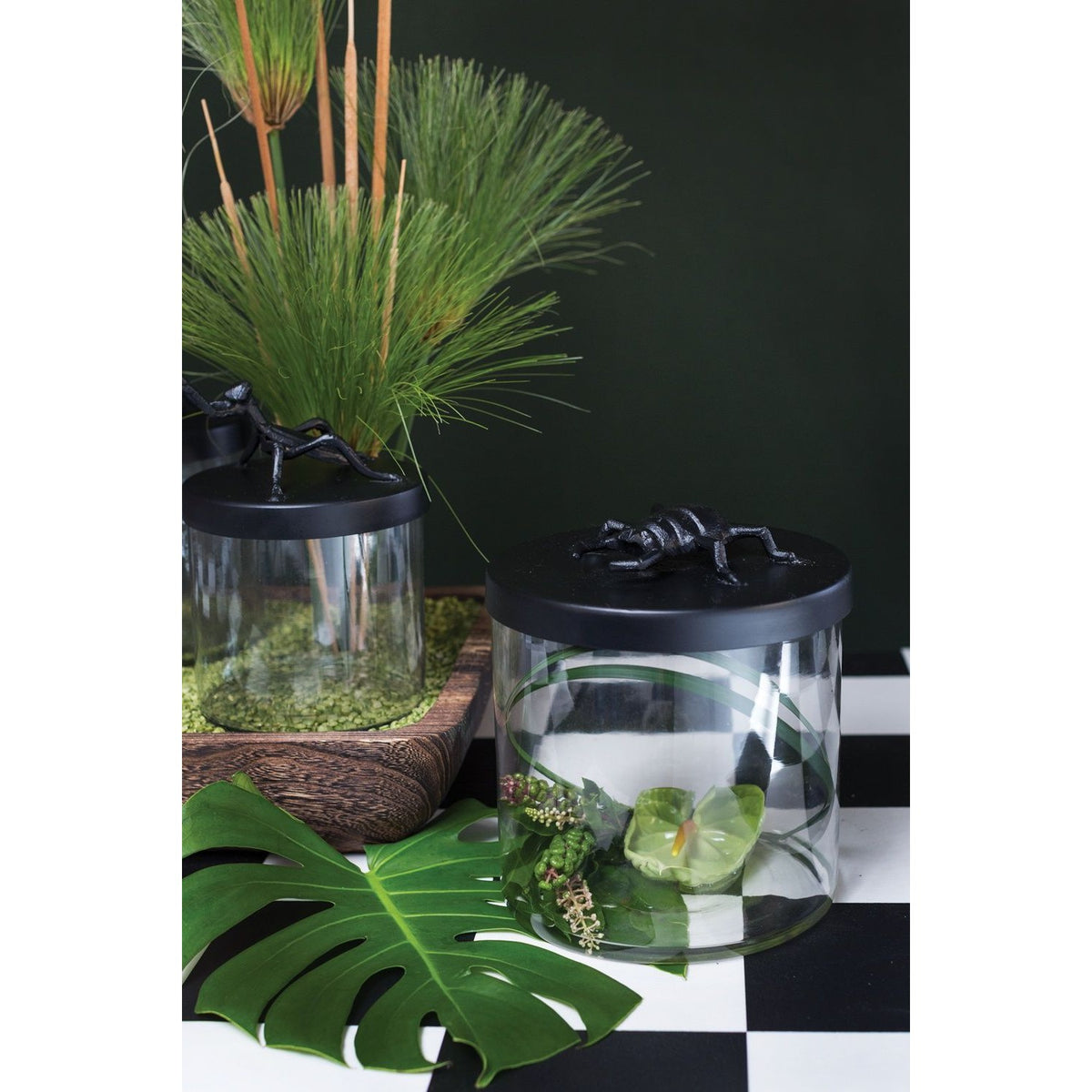 Ology Canister Beetle