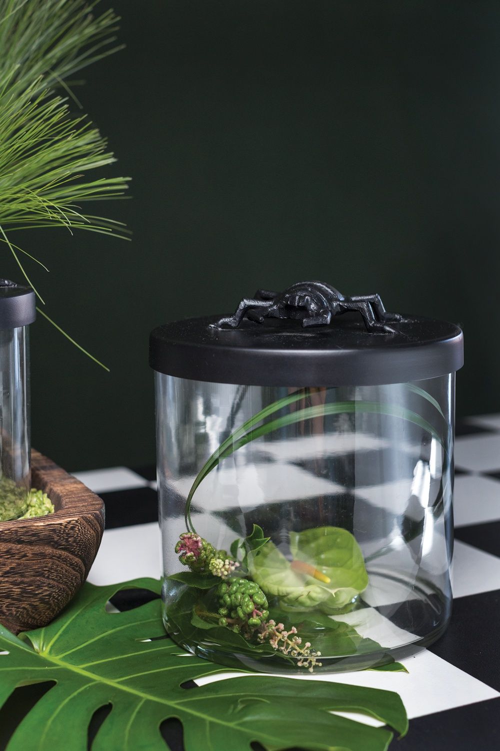 Ology Canister Beetle