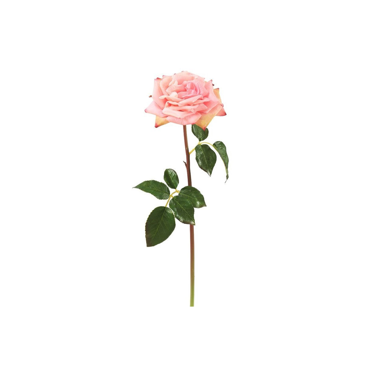 Open Rose - Pink