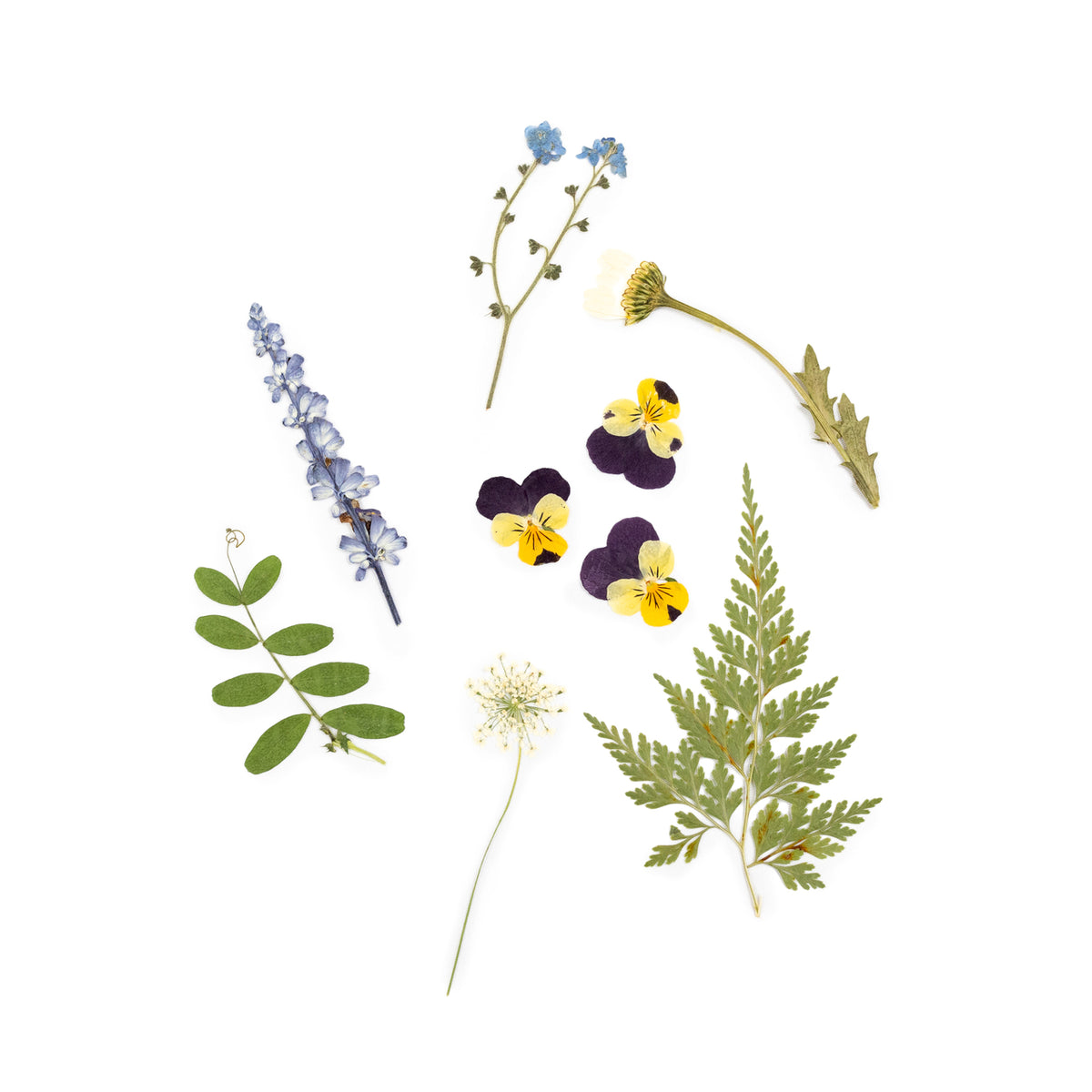 Pressed Botanicals