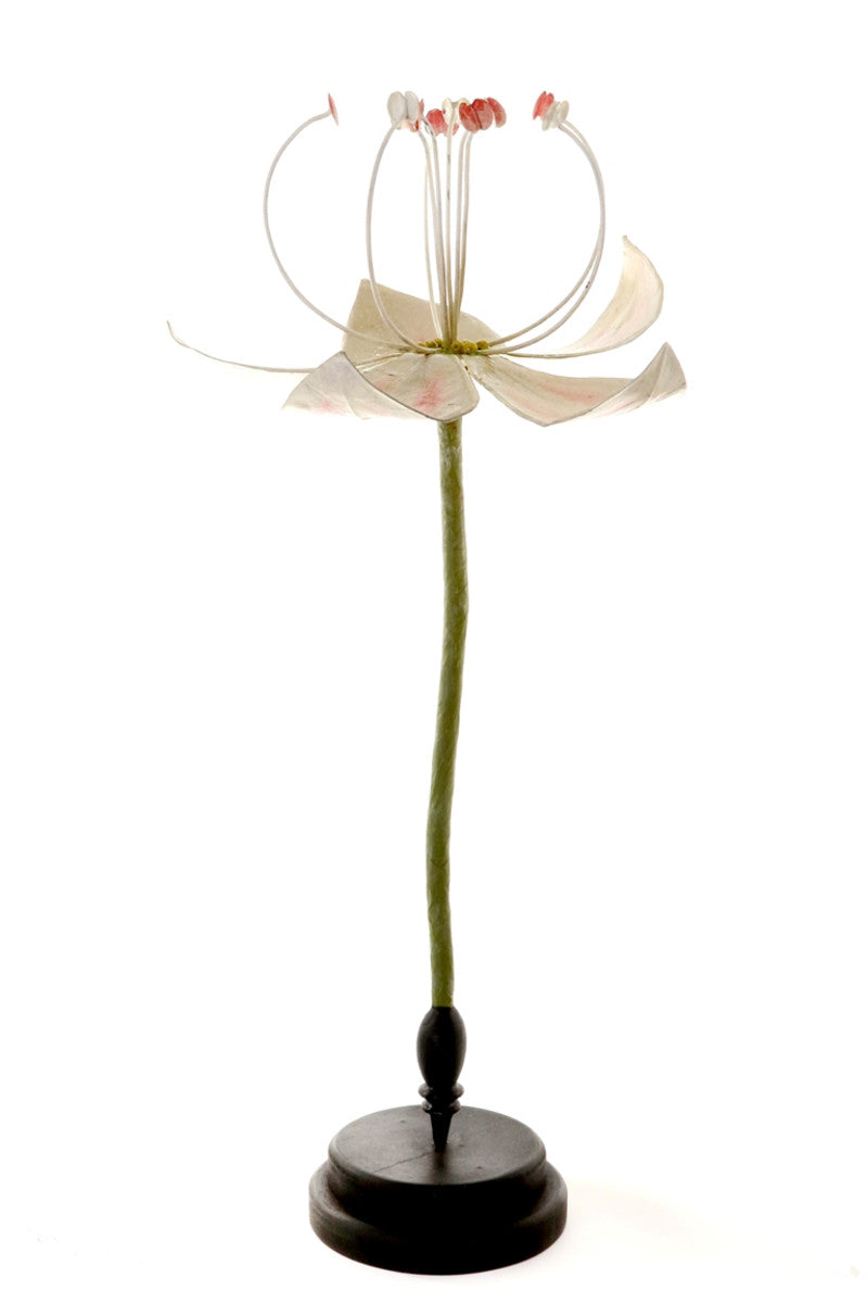 Botanical Model