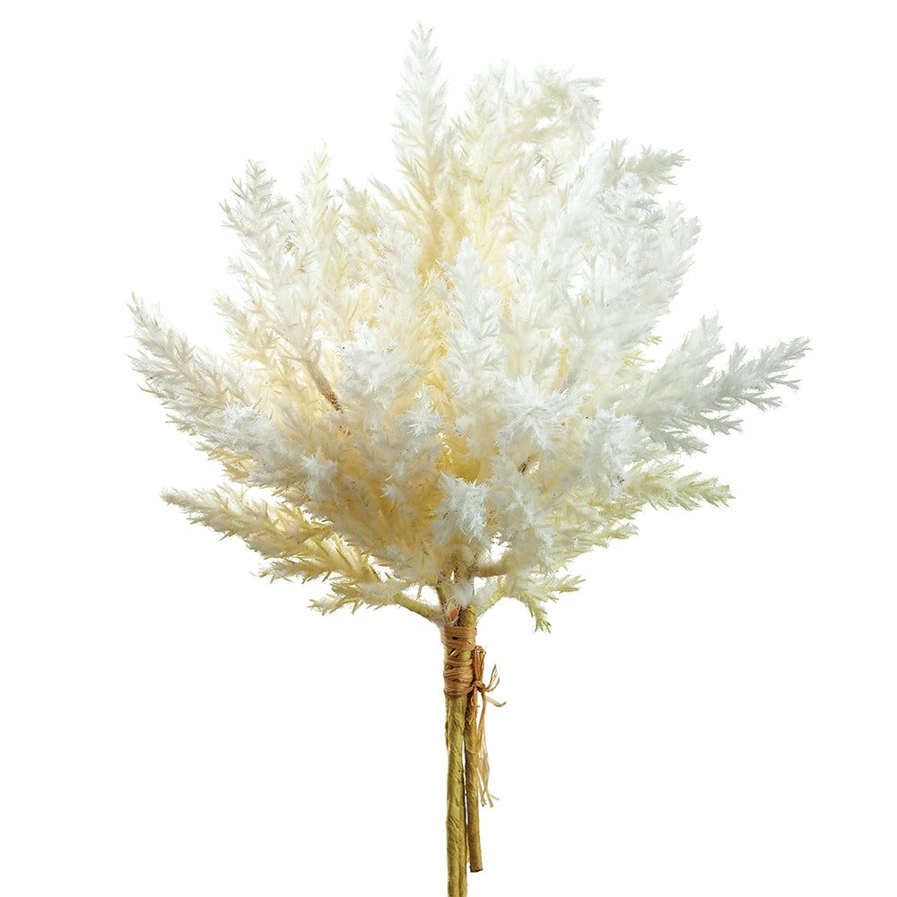 Pampas Grass Bundle - Ivory