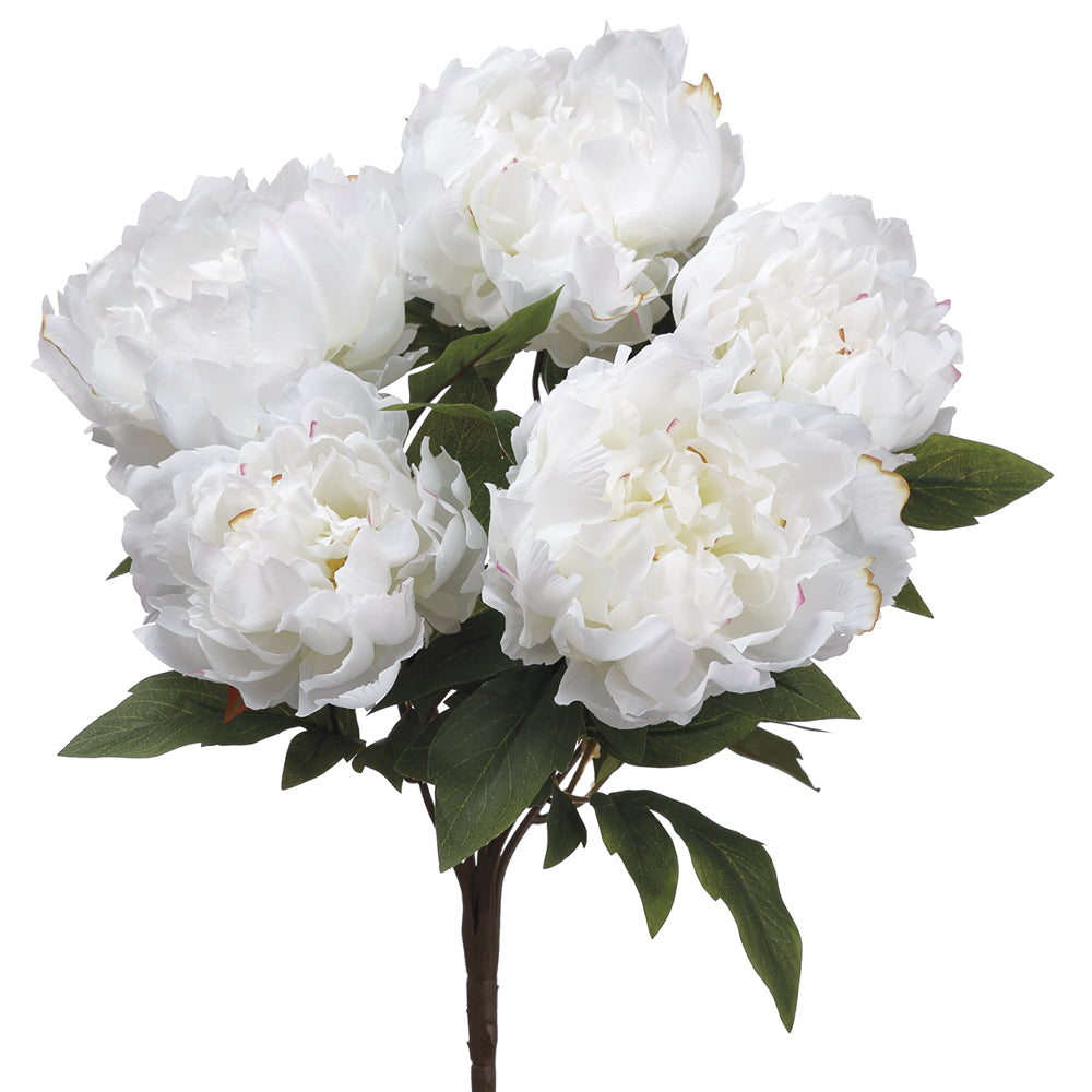 Peony Bush - White