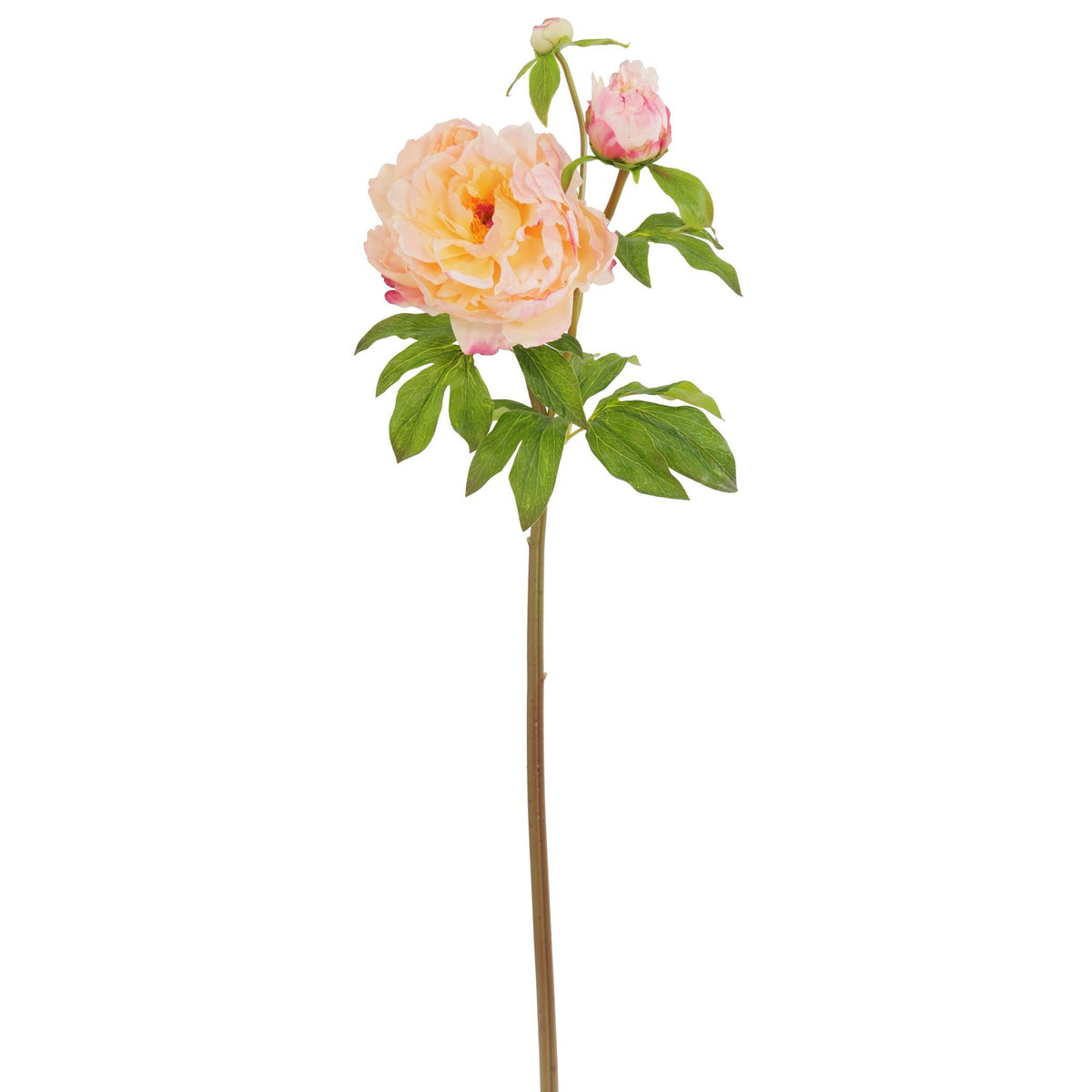 Peony Stem with Bud