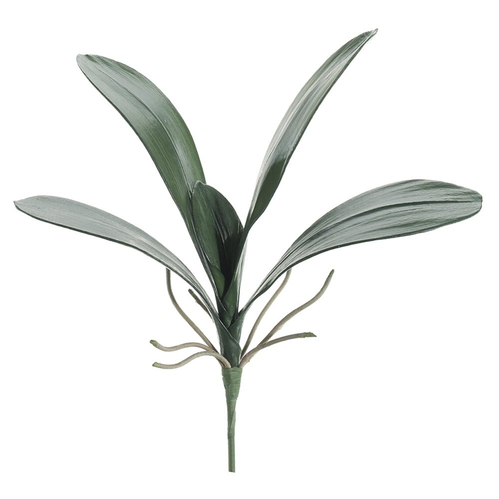 22" Phalaenopsis Leaf