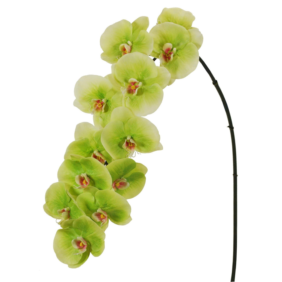 Phalaenopsis Orchid Stem