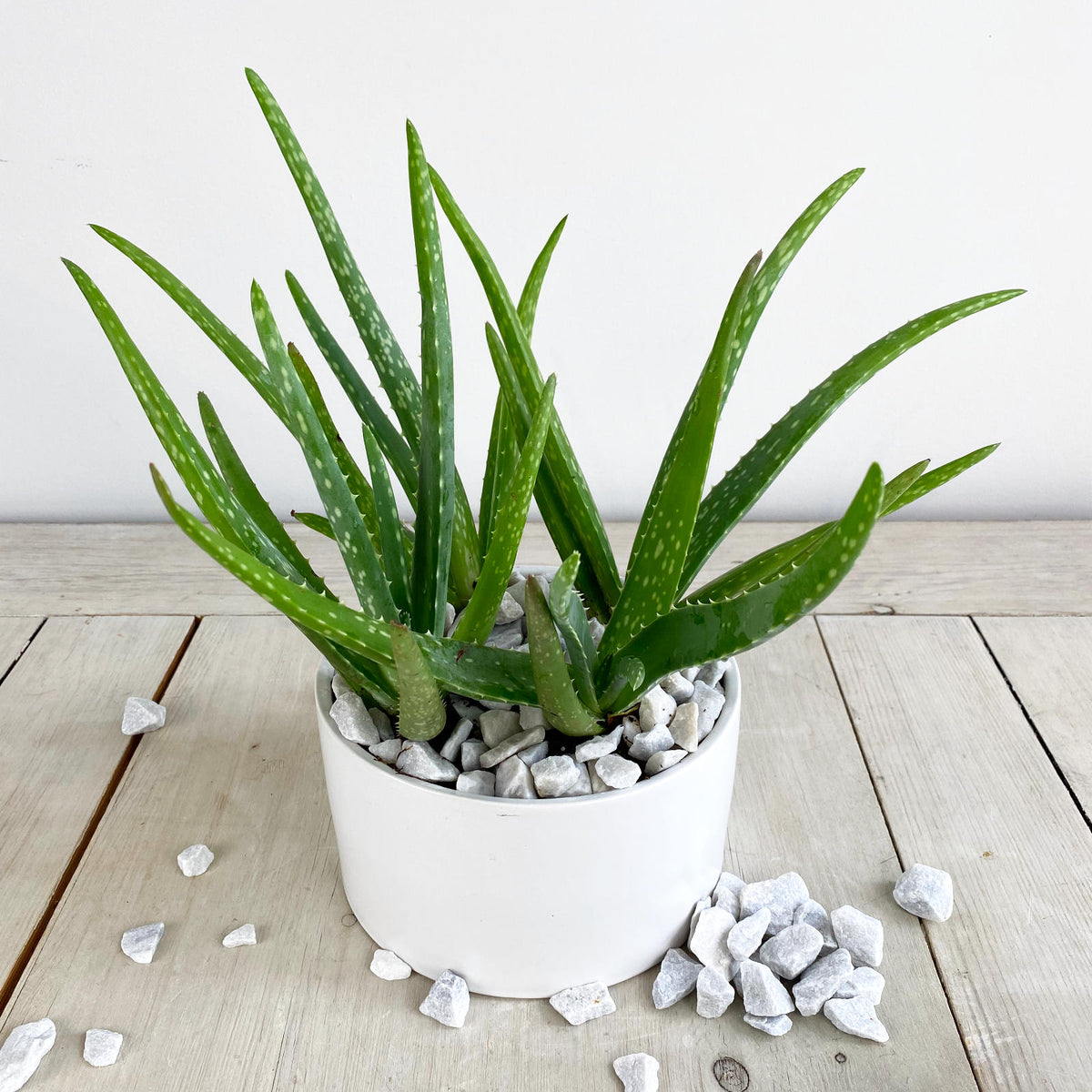 Aloe Vera Plant