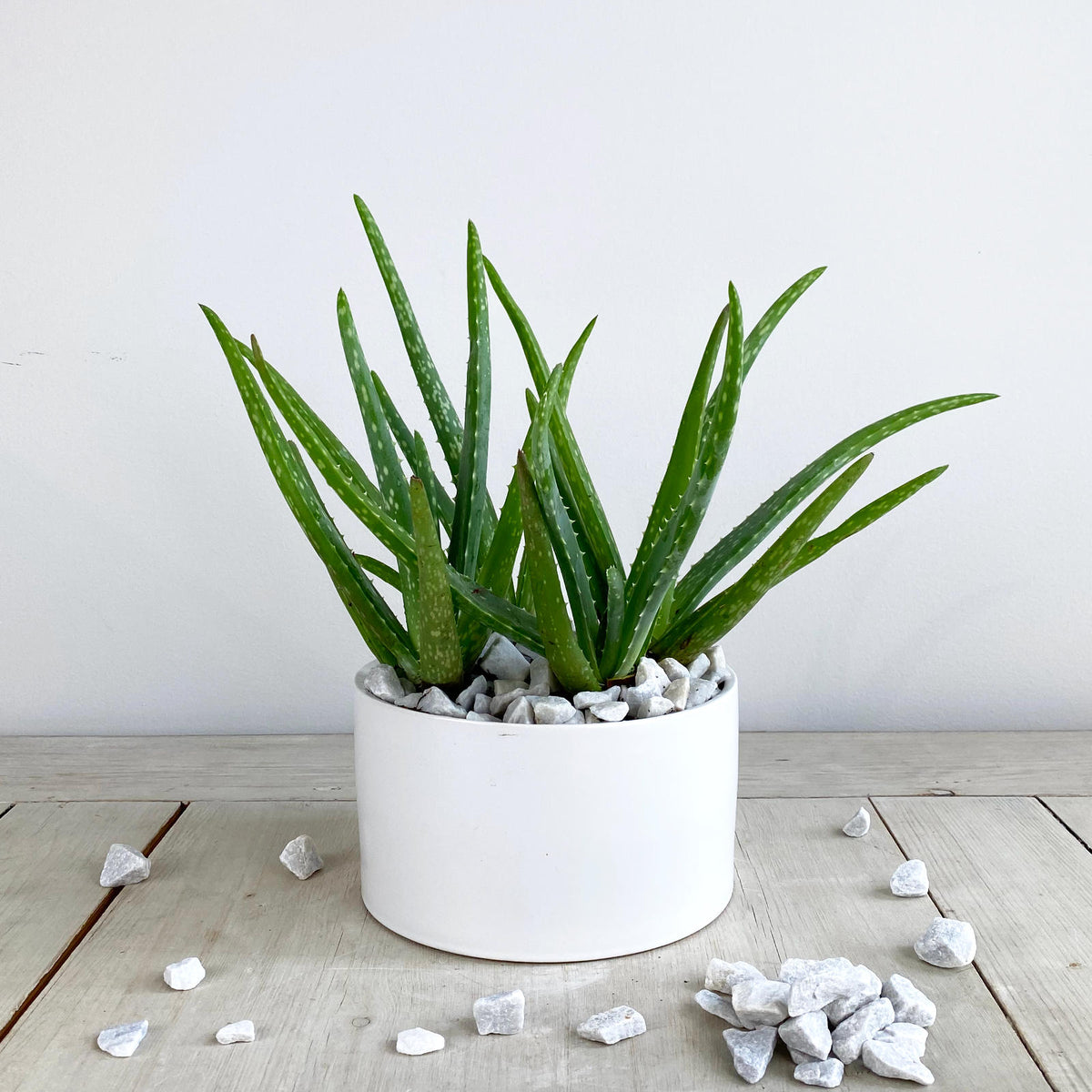 Aloe Vera Plant