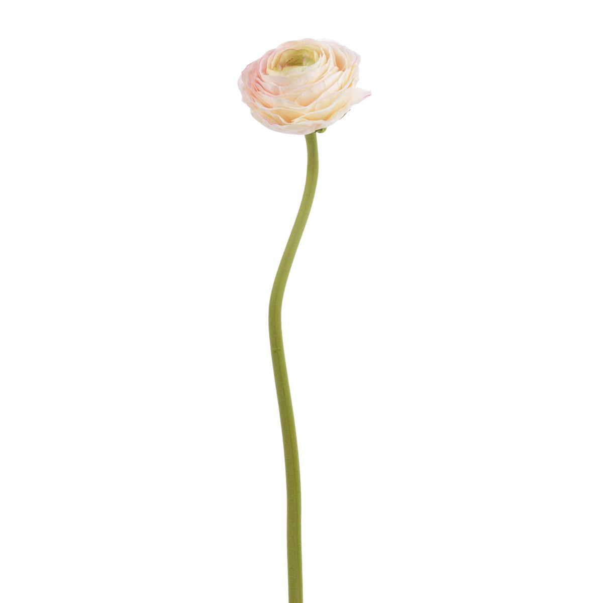 Ranunculus