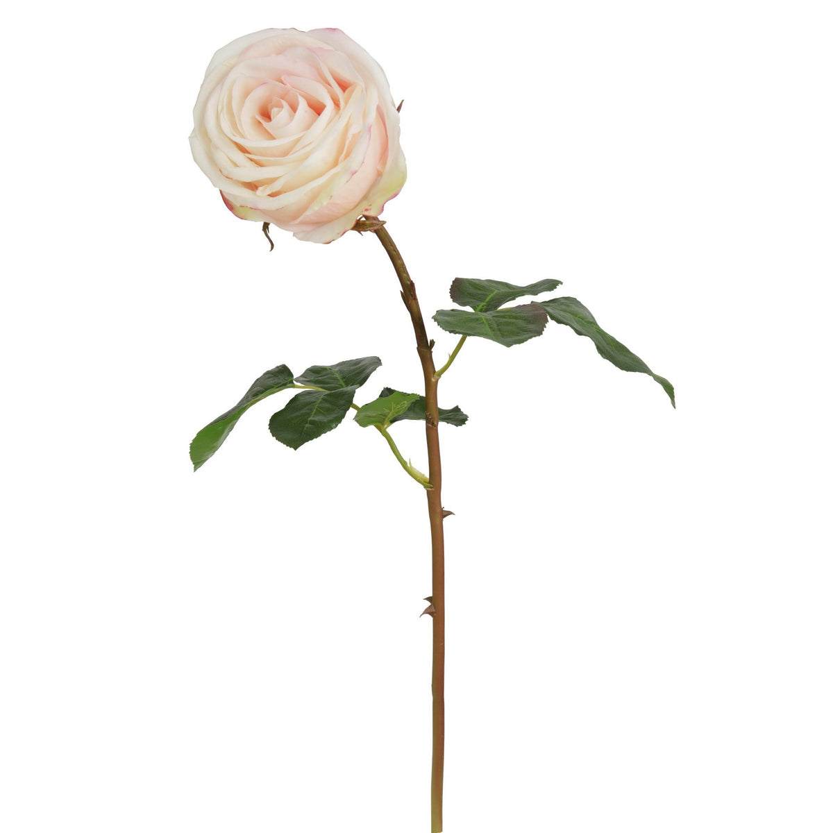 Rose Bud Stem