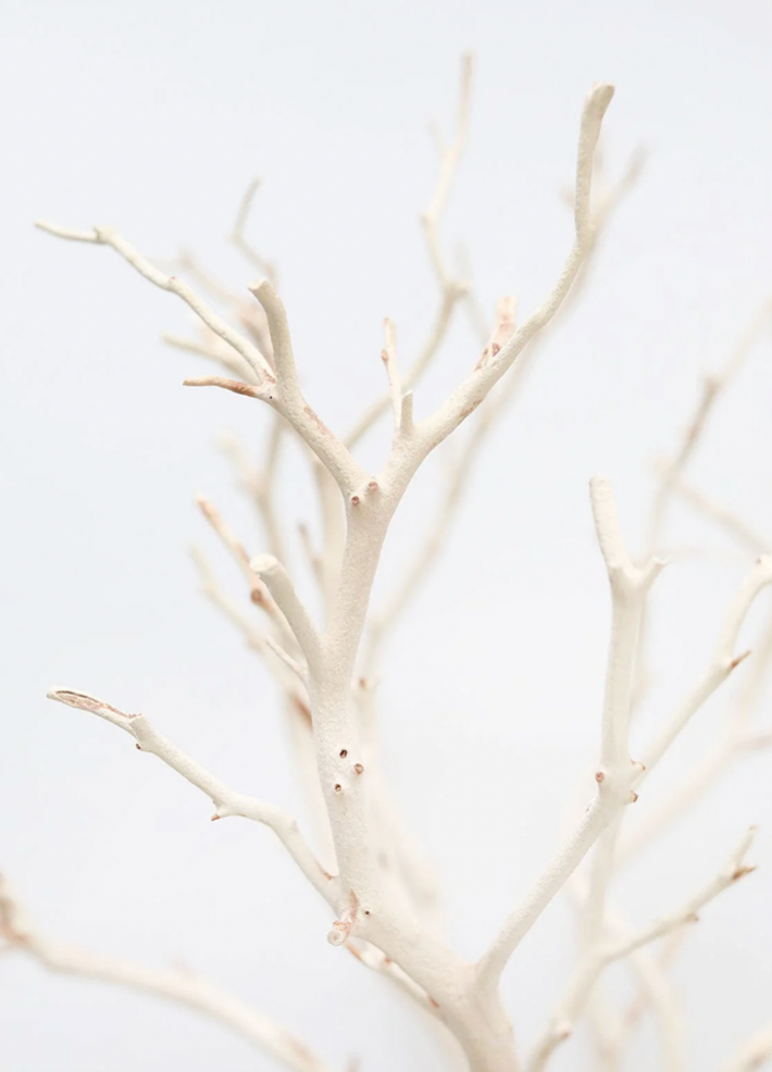 Sandblasted Manzanita Branch