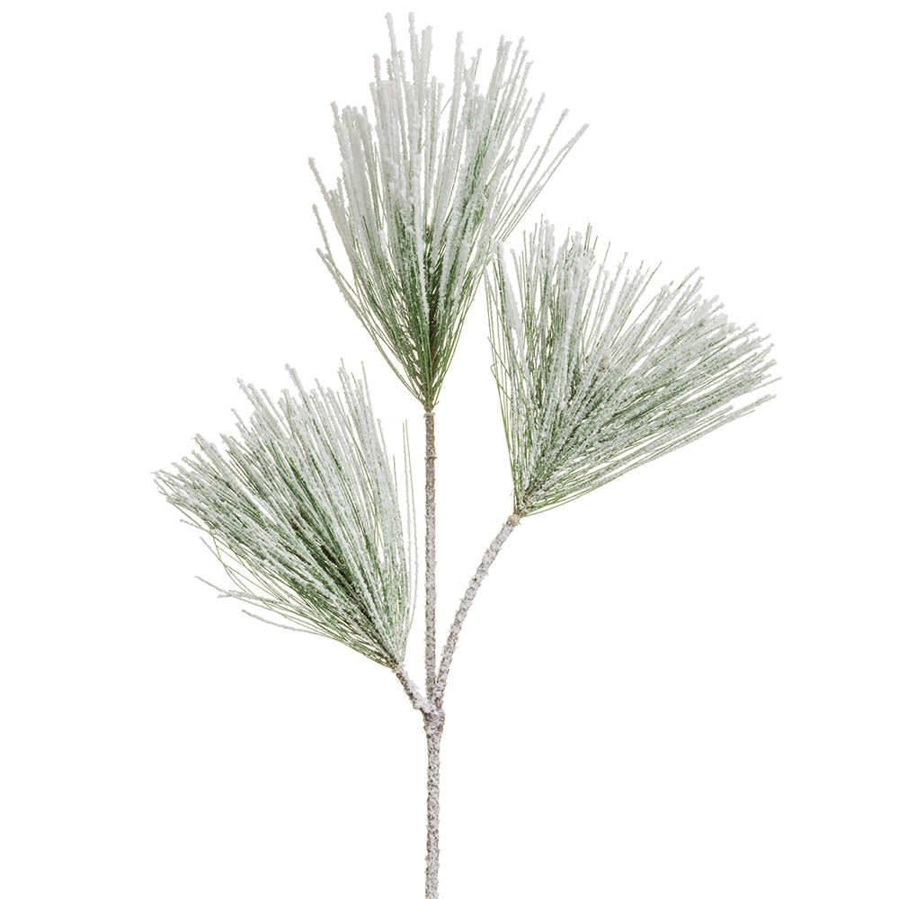 Snowy Long Needle Pine Branch
