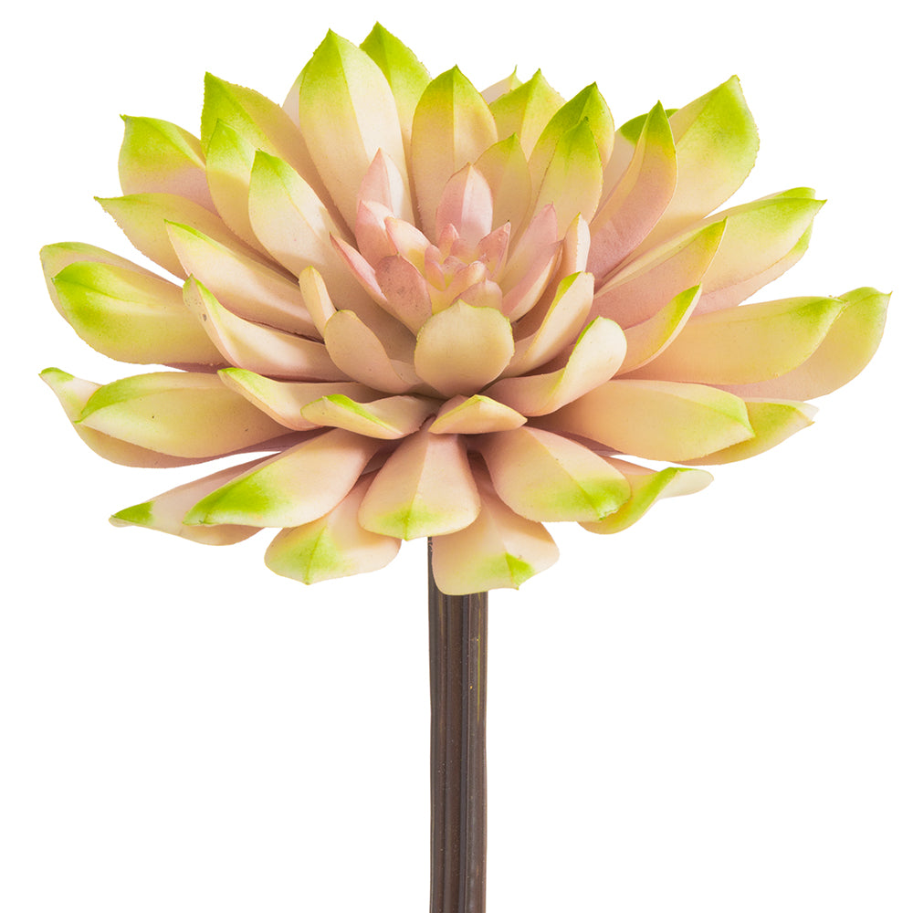 6" Echeveria Plant
