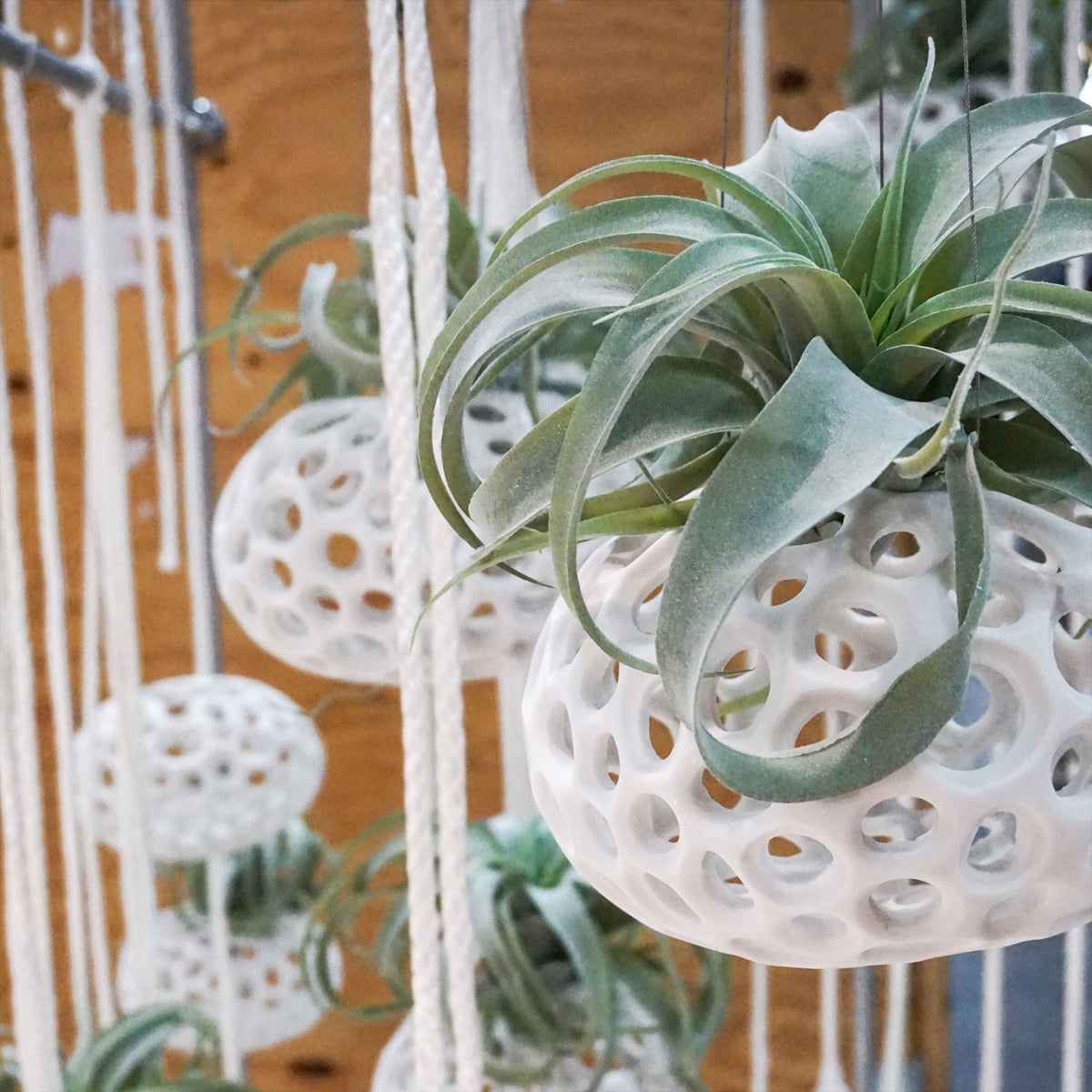 Sponge Sculpture Hanging Planter
