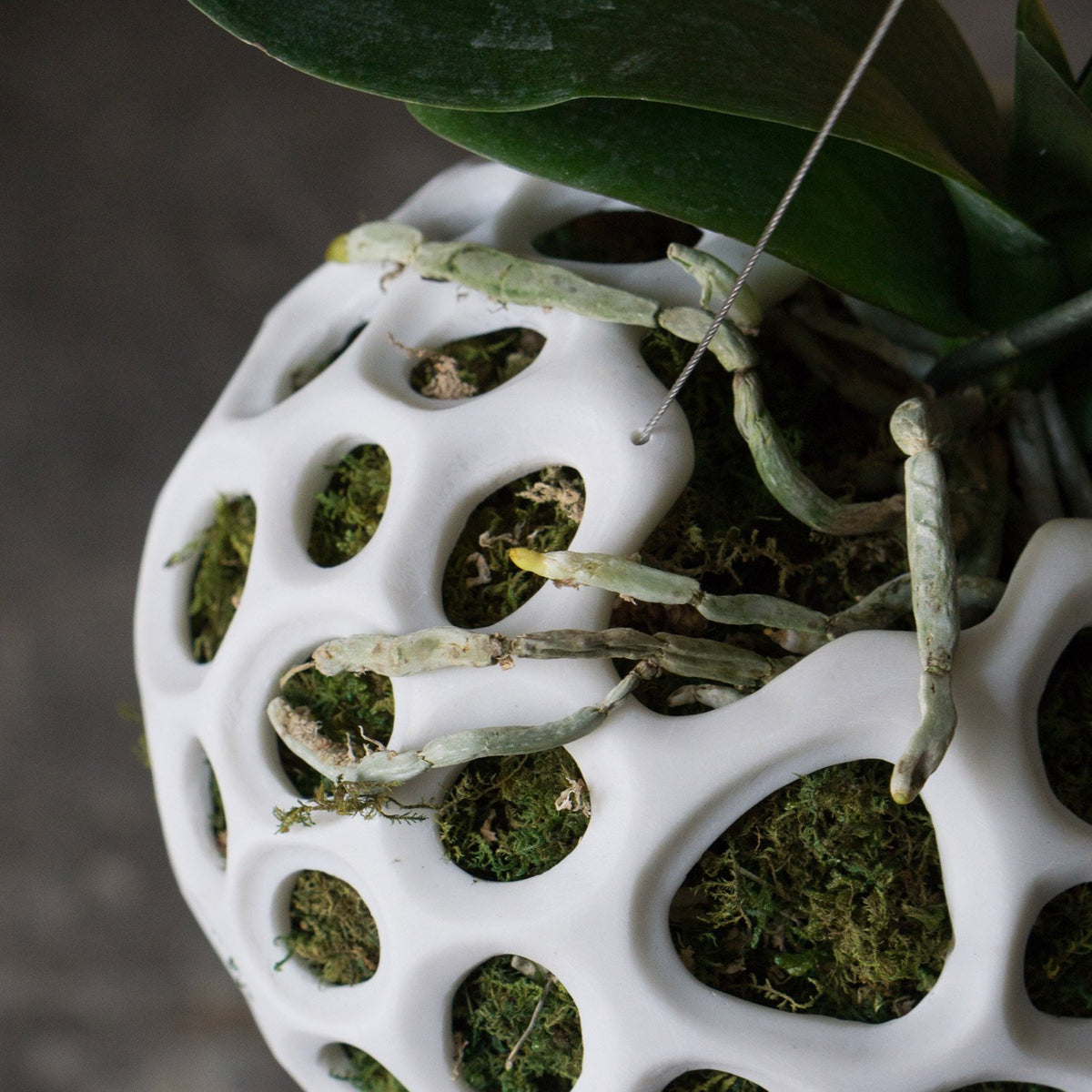 Sponge Sculpture Hanging Planter
