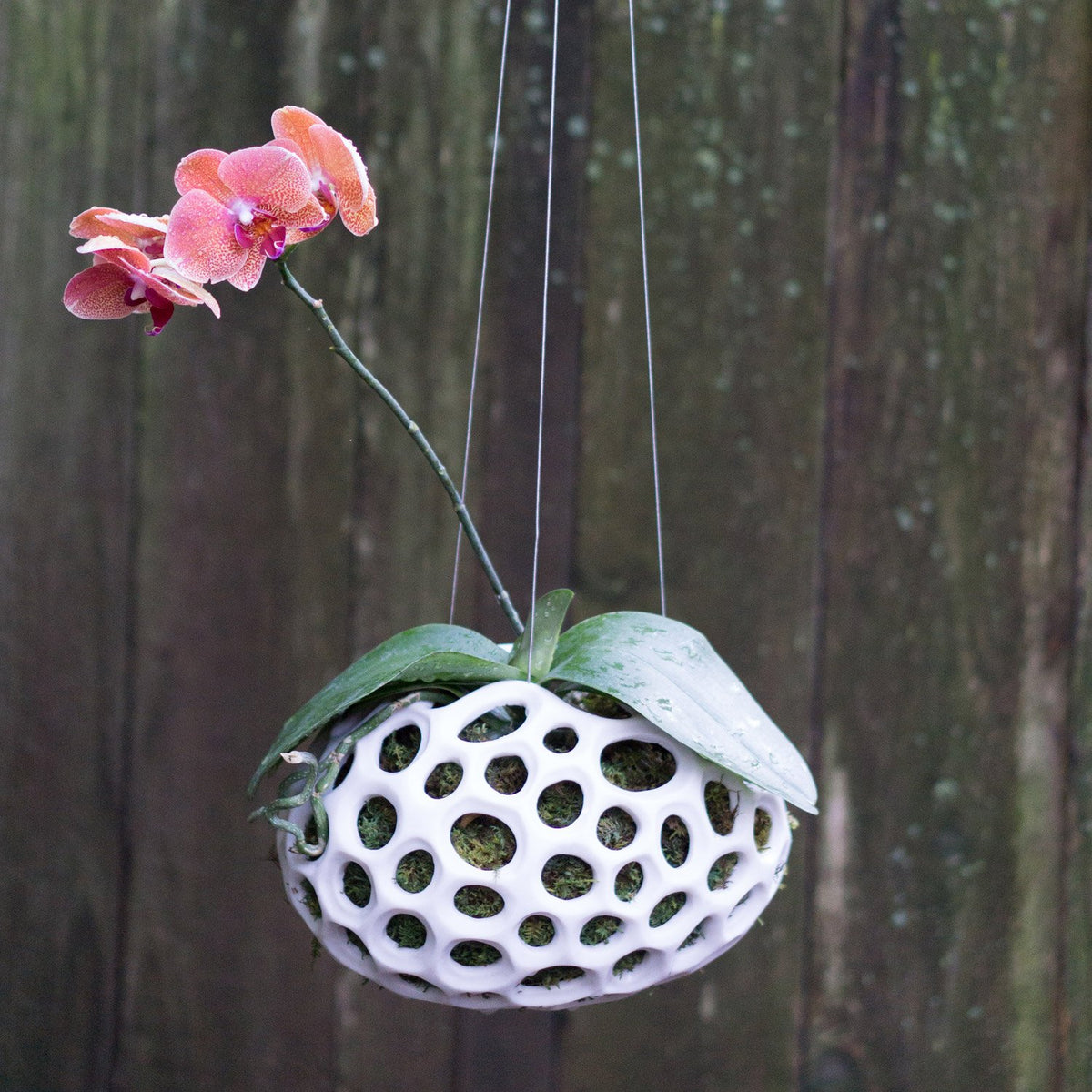 Sponge Sculpture Hanging Planter