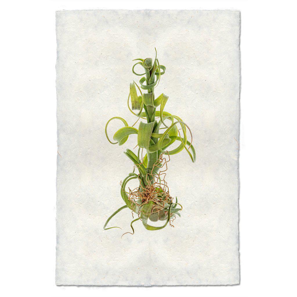 Air Plant #3 (Tillandsia Capitata V. Balbisiana)