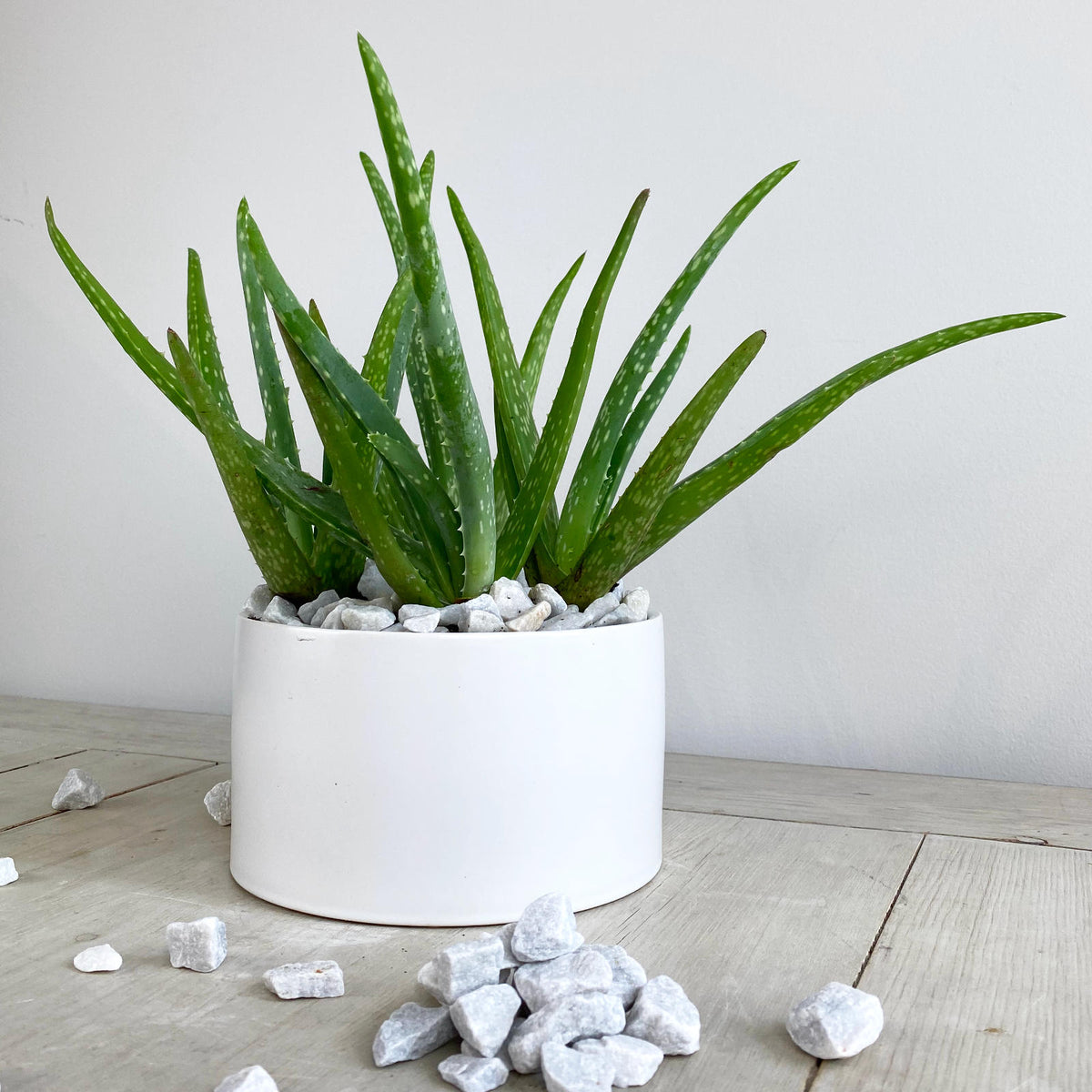 Aloe Vera Plant