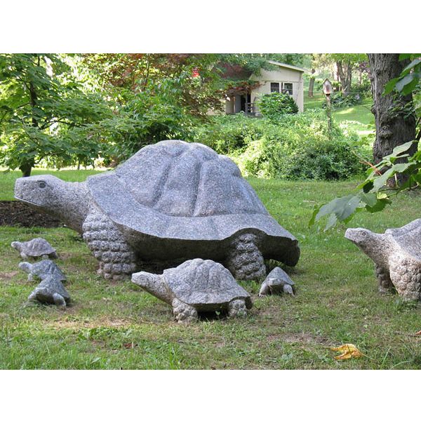 Galapagos Turtle