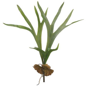 22.5" Staghorn Plant Green