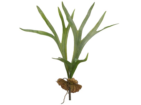 24.5" Staghorn Plant Green