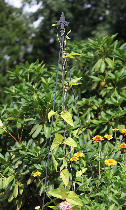 Fleur De Lis Topiary